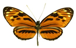 Heliconius hecale versicolor