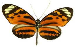 Heliconius hecale humboldti alexander