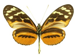 Heliconius hecale quitalena