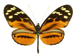 heliconius hecale quitalena