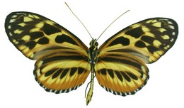 Heliconius hecale shanki