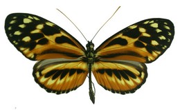 Heliconius hecale shanki