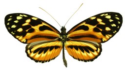 Heliconius hecale shanki