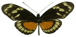 Hecalesia ernestus