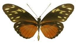 Heliconius hecalesia formosus