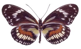 Heliconius hecuba cassandra