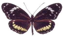 Heliconius hecuba cassandra