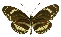 Heliconius hecuba choarina