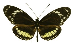 Heliconius hecuba choarina