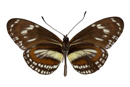 Heliconius hecuba crispus