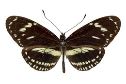 Heliconius hecuba crispus