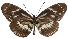 Heliconius hecuba hecuba