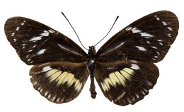 Heliconius hecuba hecuba