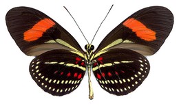 Heliconius hermathena duckei