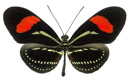 Heliconius hermathena duckei