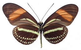 Heliconius hermathena sabinae