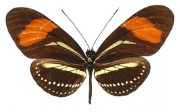 Heliconius hermathena sabinae