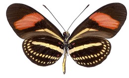 Heliconius hermathena sheppardi