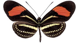 Heliconius hermathena sheppardi