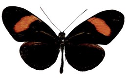 Heliconius hermathena verreata