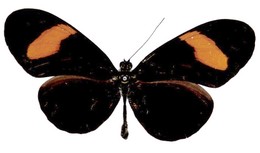 Heliconius hermathena verreata