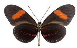 Heliconius hermathena verreata