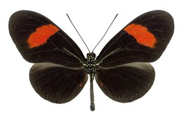 Heliconius hermathena verreata