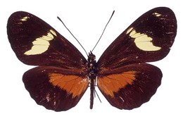 Heliconius hierax