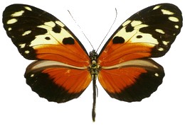 heliconius ismenius abadiae