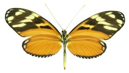 Heliconius ismenius clarescens