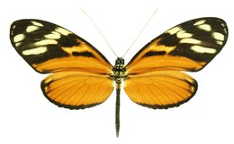 Heliconius ismenius clarescens