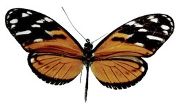 Heliconius ismenius defasciatus