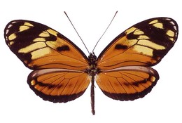 Heliconius ismenius occidentals