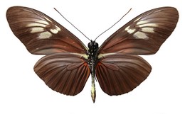 Heliconius lalitae