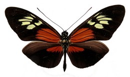 Heliconius lalitae