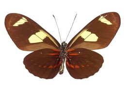 Heliconius leucadia birgitae