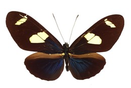 Heliconius leucadia birgitae