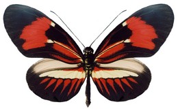 melpomene burchelli curvisfascia