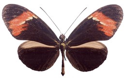 melpomene burchelli obscurifascia