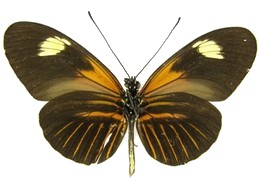 melpomene ecuadorensis