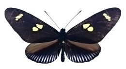 Heliconius metharme metharme