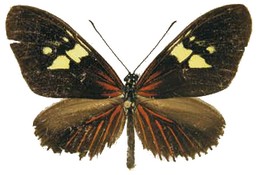 heliconius (Neruda) metis