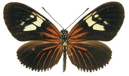 heliconius metis