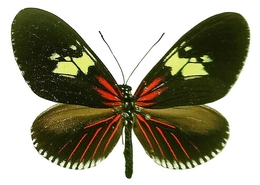 Heliconius (Neruda) metis