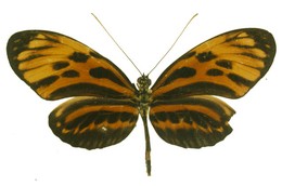 Heliconius numata arcuella