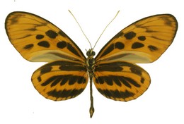 Heliconius numata arcuella