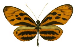 Heliconius numata arcuella