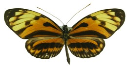 numata aurora isabellinus