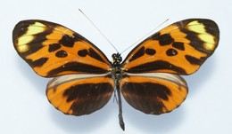 numata aurora