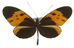 numata bicoloratus